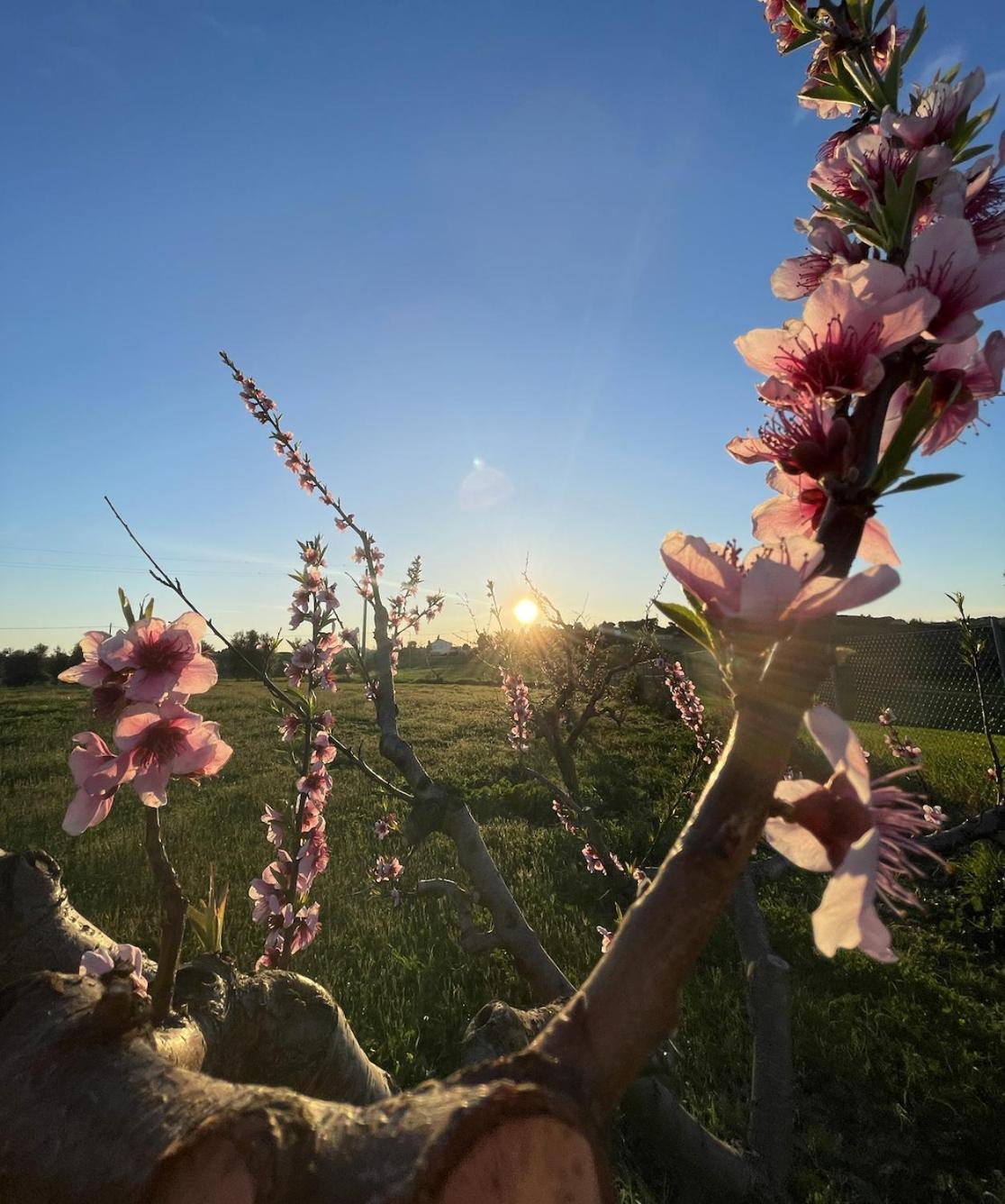 Agriturismo Le Grange نومانا المظهر الخارجي الصورة